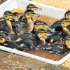 Im Wasserbecken fühlen sich die kleinen Stockentlein am wohlsten. 	 	