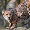 Im Nürnberger Tiergarten hat ein ausgebrochener Gepard für großen Wirbel gesorgt. 