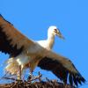 Der Jungstorch aus Wörnitzostheim breitet seine Flügel aus. Das Fliegen klappe bisher noch nicht, sagt die Storchenbeauftragte Heidi Källner.