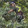 Baumkletterer Christoph Lachenmair erntet  Früchte der seltenen Elsbeere hoch oben in der Baumkrone 
