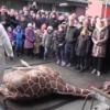 Gesunde Giraffe im Zoo geschlachtet