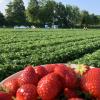 Erdbeeren, so weit das Auge reicht. Die Pflanzen sind voll mit der sogenannten Scheinfrucht.  	