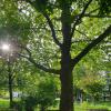 Sie ist mittlerweile ein stattlicher Baum geworden: Die Platane im Nogentpark wurde als Zeichen der Partnerschaft Gersthofens mit der französischen Stadt gepflanzt.