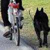 Ein Streit eskaliert derart, dass ein Tierfreund komplett ausrastete. Grund war sein Hund, den der Radfahrer bei einer Waldtour dabei hatte.