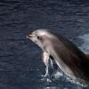 Delfine gelten als sehr intelligente Tiere. 