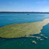 Ein großer Teppich voller Algen schwimmt vor Eriskirch auf dem Bodensee, während ein Motorboot daneben haltgemacht hat. Vor Langenargen und Eriskirch herrscht Algenplage. 