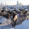 Im Kampf gegen die ansteckende Hirnkrankheit CWD sind in Norwegen seit November wildlebende Rentiere getötet worden.