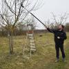 Eine Teleskop-Astschere, wie sie Baumschulmeister Benedikt Herian nutzt, kann die Schnittarbeiten am Apfelbaum erleichtern. 