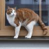 Weil er ein Katzennetz an seinem Balkon angebracht hatte, stand ein Neusäßer vor Gericht.