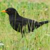 Der Naturschutzbund und der bayerische Landesbund für Vogelschutz rufen dazu auf, Vögel im Garten zu zählen - auch die Amsel kann beobachtet werden.