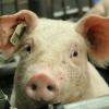 Auf dem Moorversuchsgut in Oberschleißheim werden Schweine für die Forschung gezüchtet. 