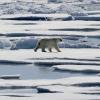 Ein Eisbär läuft in der Meerenge Victoria Strait im nordlichen Kanada über Eisschollen.