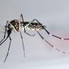 Eine Stechmücke der Art "Aedes aegypti", auch Gelbfiebermücke, Denguemücke oder Ägyptische Tigermücke genannt. Sie überträgt verschiedene Krankheiten, darunter das Chikungunya-Virus. 