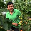 Petra Mögele vom Strasserhof in Döpshofen hat mehr als 15 verschiedene Tomatensorten in ihrem Tomatenhaus.