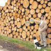 Stolz kann Geschäftsführer Hans-Jürgen Hofbaur zusammen mit seinen über 1000 Waldbesitzern über den Umsatz der Forstbetriebsgemeinschaft Augsburg-Nord im Jahre 2011 sein.  