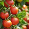 Tomaten brauchen viel Wasser. Um Pilzkrankheiten zu vermeiden dürfen aber die Blätter beim Gießen nicht nass werden. Es gilt also: Tomaten immer von unten bewässern.
