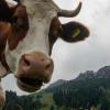 Immer mehr Rinderhalter geben ihren Kühen Namen. Susi führt dabei die Liste der beliebtesten Kuhnamen an.