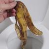 Das sollte man auf keinen Fall machen: Abfälle aller Art wie beispielsweise auch eine Bananenschale in der Toilette entsorgen. 