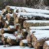 Wie der Verkauf von Holz aus dem Osterberger Gemeindewald gehandhabt wurde, gibt seit Längerem Anlass zur Kritik. 