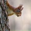 Nuss gefunden! Um den Lebensraum der Eichhörnchen zu schützen, ruft der Bund Naturschutz in Bayern dazu auf, die Kletterkünstler zu melden. 