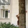 Berliner Allee 26e: Das E steht für Eichhörnchen.