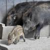Im Wildpark in der Pössinger Au südlich von Landsberg sind die Wildschweine eine der Attraktion. Andernorts sorgt ihre rasante Vermehrung für Probleme. Agrarminister Helmut Brunner will dies ändern. 