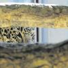 Gut abgeschirmt von Baumstämmen: Leopard Pierre aus Frankreich ruhte sich am ersten Tag nach seiner Ankunft, im Augsburger Zoo aus. Leonie, seine künftige Gefährtin, traute sich noch nicht aus ihrer separaten Box heraus.  