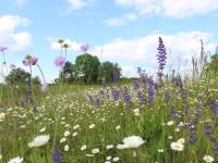 Der Landschaftspflegeverband Aichach-Friedberg setzt sich für Flora und Fauna ein.  Diese artenreiche Wiese ist im Lechtal zu finden.
