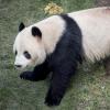 Das Panda-Männchen Xing Er sorgte am Montag mit einem spektakulären Fluchtversuch aus dem Kopenhagener Zoo für Schlagzeilen.