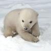 Der kleine Bär ist ein Männchen und damit Bruder des legendären Berliner Eisbären Knut.