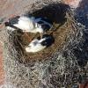 Ein Blick ins Nest: Zu sehen ist das Gennacher Jungstorch-Geschwisterpaar mit einem Elternvogel bei der Gefiederpflege.