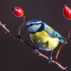 Es wird spannend, wie viele Blaumeisen bei der «Stunde der Wintervögel» am Futterhäuschen, im Garten, auf dem Balkon oder im Park gezählt werden.