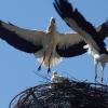 Es ist nur Platz für Zwei: Etliche Störche interessierten sich für das neue Nest auf dem Hurler-Kamin.