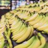 Elf Kilo Bananen isst jeder Deutschen im Schnitt im Jahr. Allerdings sind hierzulande nur etwa zwölf Prozent unter fairen Arbeitsbedingungen gewachsen und geerntet worden.