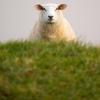 Sechs Schafe starben am Freitag bei Pietenfeld, weil sie mit einem Bus kollidierten. 