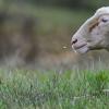 Wem das mutmaßlich trauernde Schaf gehört, ist bislang nicht geklärt - vorerst hat es Unterschlupf auf einem Hof gefunden. (Symbolbild)