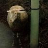 Dieses ausgebüchste Schaf fand sich als "Falschparker" im Halteverbot wieder. 