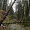 Waldspaziergänge sind im Moment keine gute Idee, noch immer drohen viele Bäume umzustürzen, wie hier in der Nähe des Horgauer Bahnhofs. 