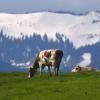 Kühe weiden im Tal vor schneebedeckten Bergen.