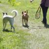Hunde im Augsburger Siebentischwald. Die Zahl der Tiere in Augsburg ist im Corona-Jahr 2020 deutlich gestiegen.