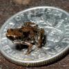 Der Mini-Frosch Paedophryne amauensis sitzt zum Größenvergleich auf einer US-Dime-Münze. Foto: Christopher Austin dpa