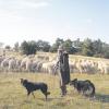 Unser Bild zeigt einen Schäfer mit seiner Herde am Riesrand. Am Sonntag gibt es einen 1. Donau-Rieser-Schaftag. 