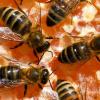 Ein Unbekannter hat sechs Bienenvölker in einer Kleingartenanlage bei Langerringen getötet.