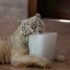 Ein Tiger kühlt sich im Zoo von Lahore bei heißem Wetter auf einem Eisblock ab. In verschiedenen Teilen Pakistans herrscht weiterhin eine intensive Hitzewelle.