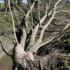 Der Biber hat an einem Wassergraben zwischen Hofstetten und Grünsink mehrere Bäume gefällt. Seine „Bauarbeiten“ könnten weiteren Schaden anrichten.