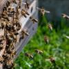 In Hainsfarth wurde ein Bienenstock beschädigt. (Symbolbild)