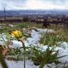 Eine Löwenzahnblüte zwischen Schneeresten vor den wolkenverhangenen Bergen.