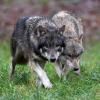 Bundesweit gibt es nach Schätzungen 800 Wölfe in Deutschland. Diese beiden Exemplare leben nicht in freier Natur, sondern in einem Wildpark in Schleswig-Holstein.