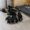 Paula Print hat neun Berner Sennenwelpen in Ederheim besucht und dabei gelernt, wie die kleinen Hunde ihre ersten Lebenswochen bestreiten. 