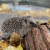 Im Augsburger Tierheim werden aktuell rund 40 junge Igel betreut, es musste ein Aufnahmestopp verhängt werden.